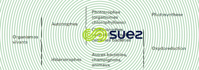 Nutrition êtres vivants