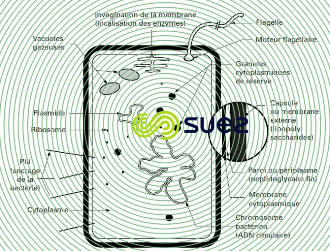 Cellule bactérienne