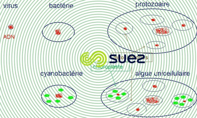 Classification constitution schématiques