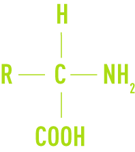 Formule : Substances  nutritives  -  acide aminé