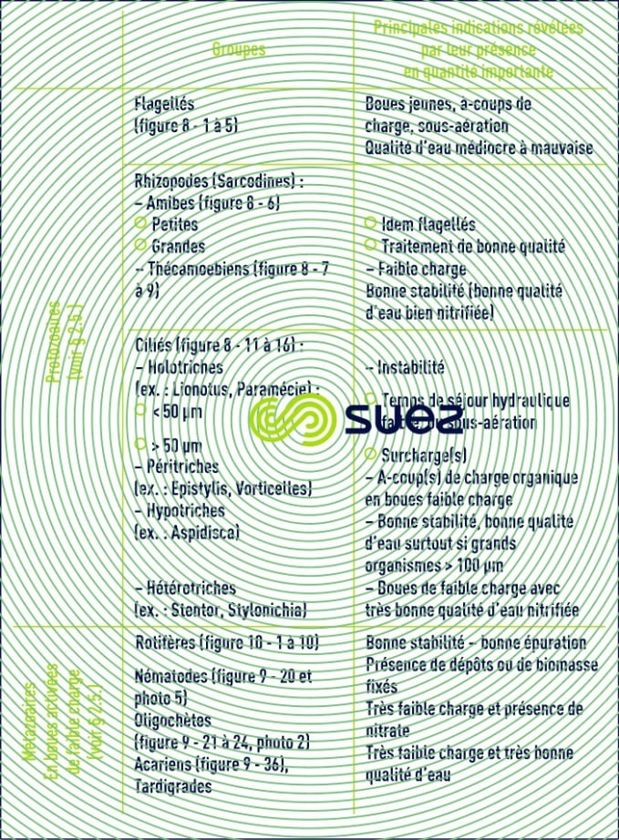 Microfaune biomasses épuratrices