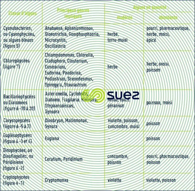 goûts odeurs algues cyanobactéries