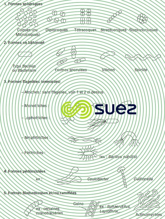 morphologie bactéries