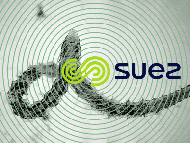 Ver annélide oligochète