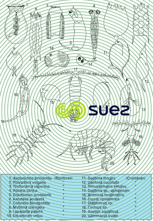 Zooplancton 3