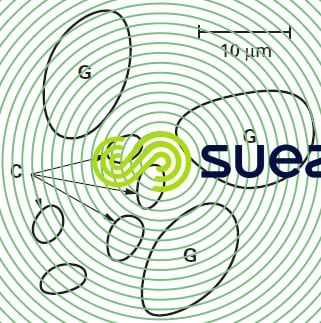 kystes Giardia lamblia G - oocystes Cryptosporidium parvum