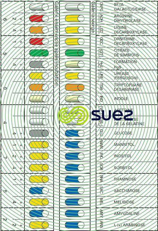 Salmonella équipement enzymatique - microméthode API 20 E