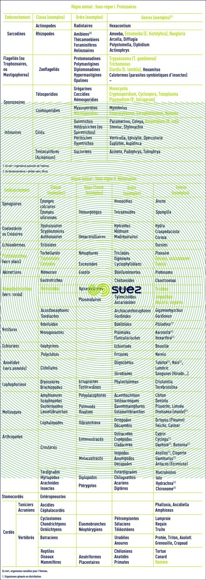 Règne animal - Protozoaires