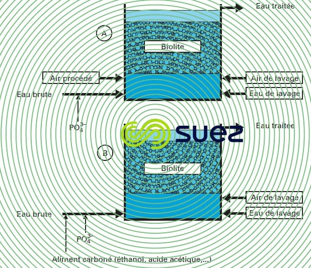 Réacteurs bactéries azote eau potable