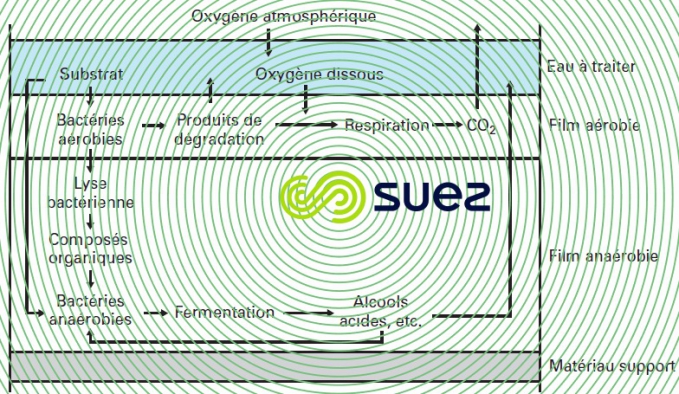 Coupe biofilm épais