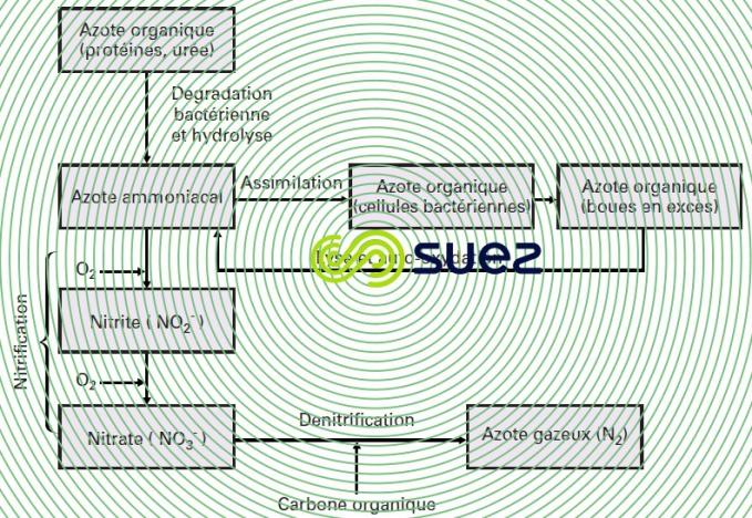 Élimination biologique azote