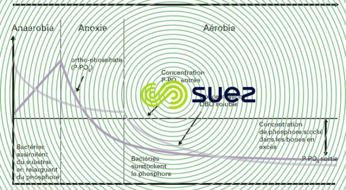 relargage - surconsommation phosphore évolution concomitante DBO