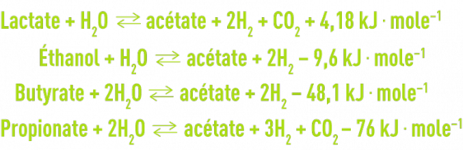 Biochimie microbiologie - acétogénèse