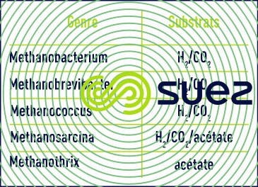 bactéries méthanogènes