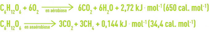 Formule : culture aérobies, cultures anaérobies - évolution du glucose