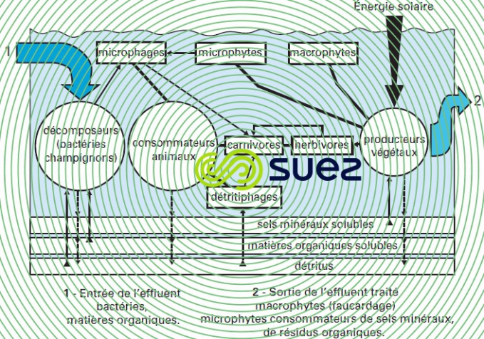 Cycles biologiques lagune CEMAGREF