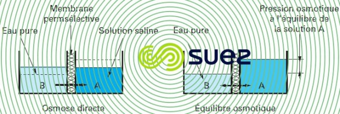 Phénomène osmotique