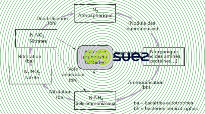 Cycle azote