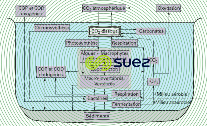 Cycle aquatique carbone