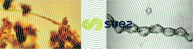 Leptothrix ochracea & Gallionella ferruginea